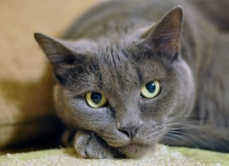 Cateva remedii naturiste pentru constipatia la pisici!