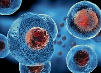 Celulele stem, o a doua sansa acordata vietii