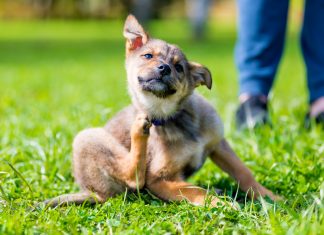 Boli la caini – Excrescente ale pielii