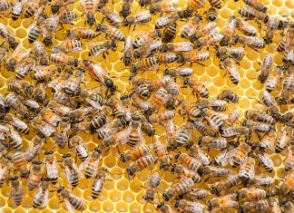 Beneficiile laptisorului de matca. De ce este inclus in suplimente si produse cosmetice