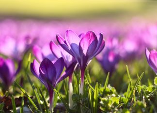 103 Citate Despre Primavara scurte pentru un inceput de saptamana optimist