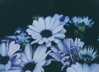 111 Mesaje De Condoleante