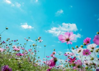 122 Citate Despre Flori – Motto-uri scurte si frumoase