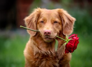 73 Citate Despre Caini Care iti vor schimba viata